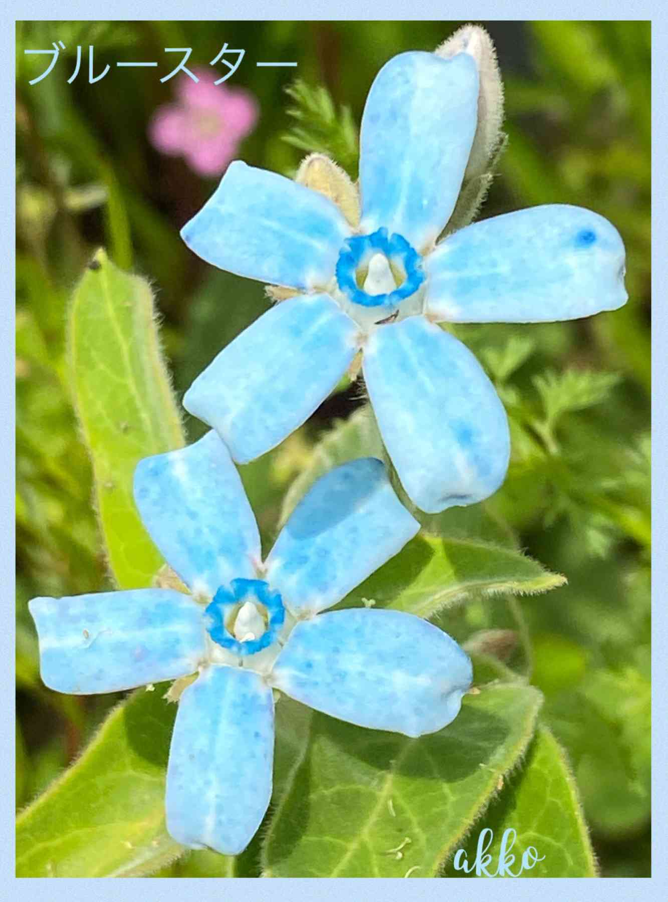 花の芸術的な世界 景色も気持ちを入れて見てみよう｜🍀GreenSnap