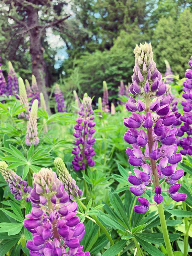 ルピナスの投稿画像 By Hiroさん 世界に一つだけの花 月6月3日 Greensnap グリーンスナップ