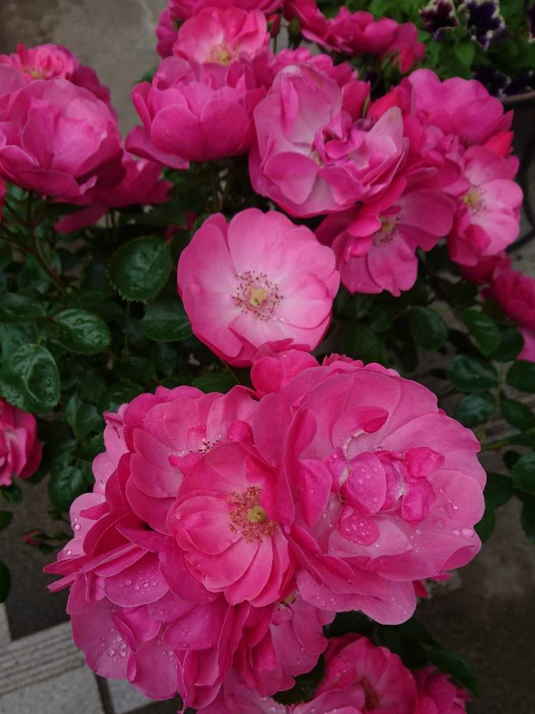 つるバラ アンジェラの投稿画像 By ちえこさん 強健種とばら バラ 薔薇と半日陰と花いっぱいと四季咲きと花のある暮らし 月6月3日 Greensnap グリーンスナップ