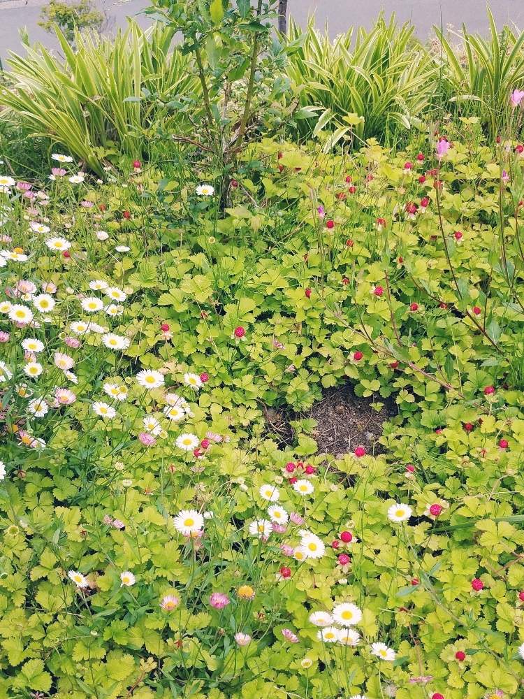 へびいちごの投稿画像 By Emiemiさん ブルーベリーとヤブランとエリゲロン 月6月3日 Greensnap グリーンスナップ Greensnap グリーンスナップ