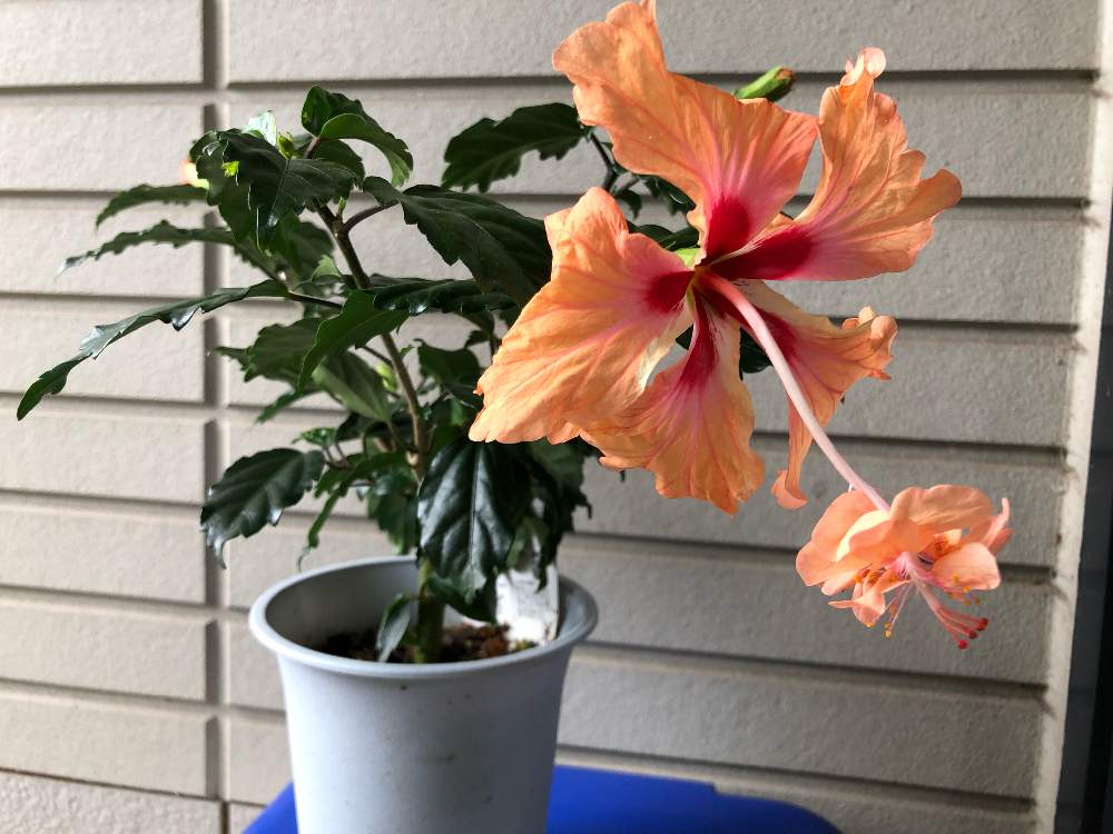 ハイビスカス｜🍀GreenSnap（グリーンスナップ）