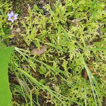 花の名前がわからないの投稿画像一覧 Greensnap グリーンスナップ 花の名前がわからないの投稿画像一覧 Greensnap グリーンスナップ