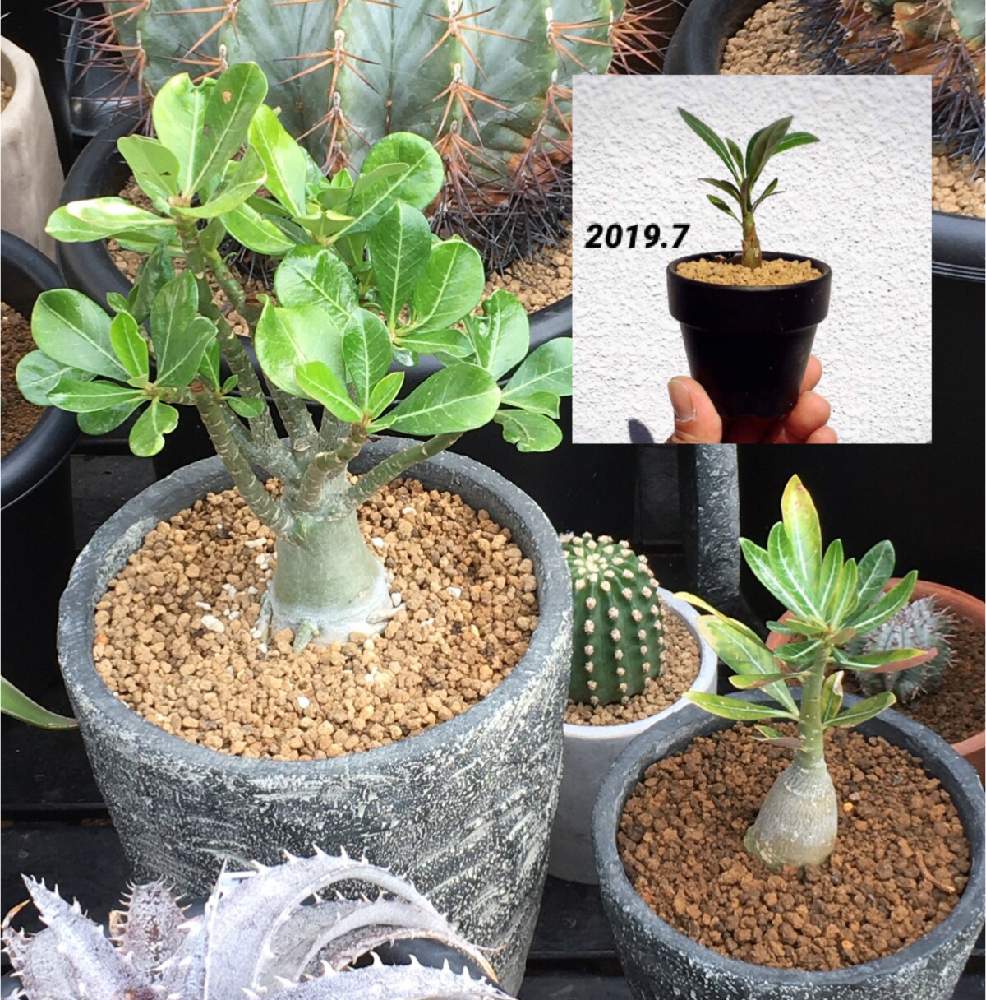 アデニウム オベスムの投稿画像 By あつこさん ダイソー アデニウム 月6月3日 Greensnap グリーンスナップ