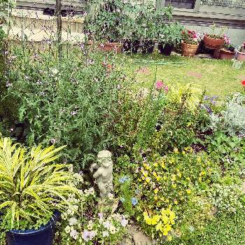 バーベナバンプトンの投稿画像一覧 Greensnap グリーンスナップ