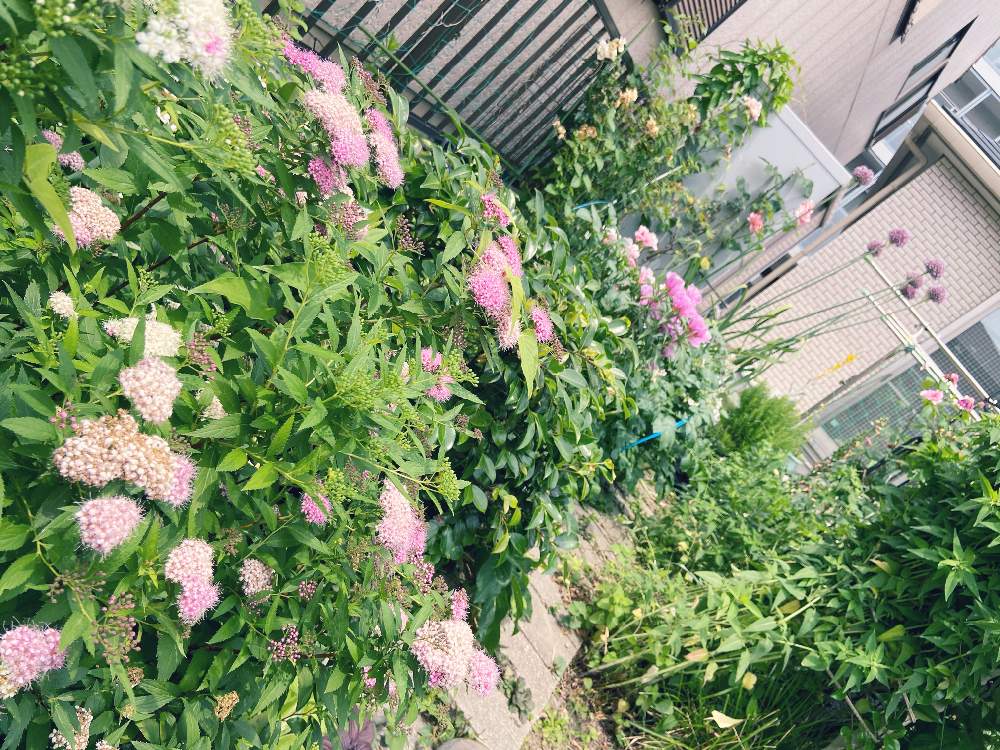 ゴデチアの投稿画像 By Yuriさん 源平シモツケとしもつけとアリウムと花壇とおうち園芸と我が家の花壇とガーデニングと花のある暮らしと花が好きと地植え 2020月6月3日 Greensnap グリーンスナップ