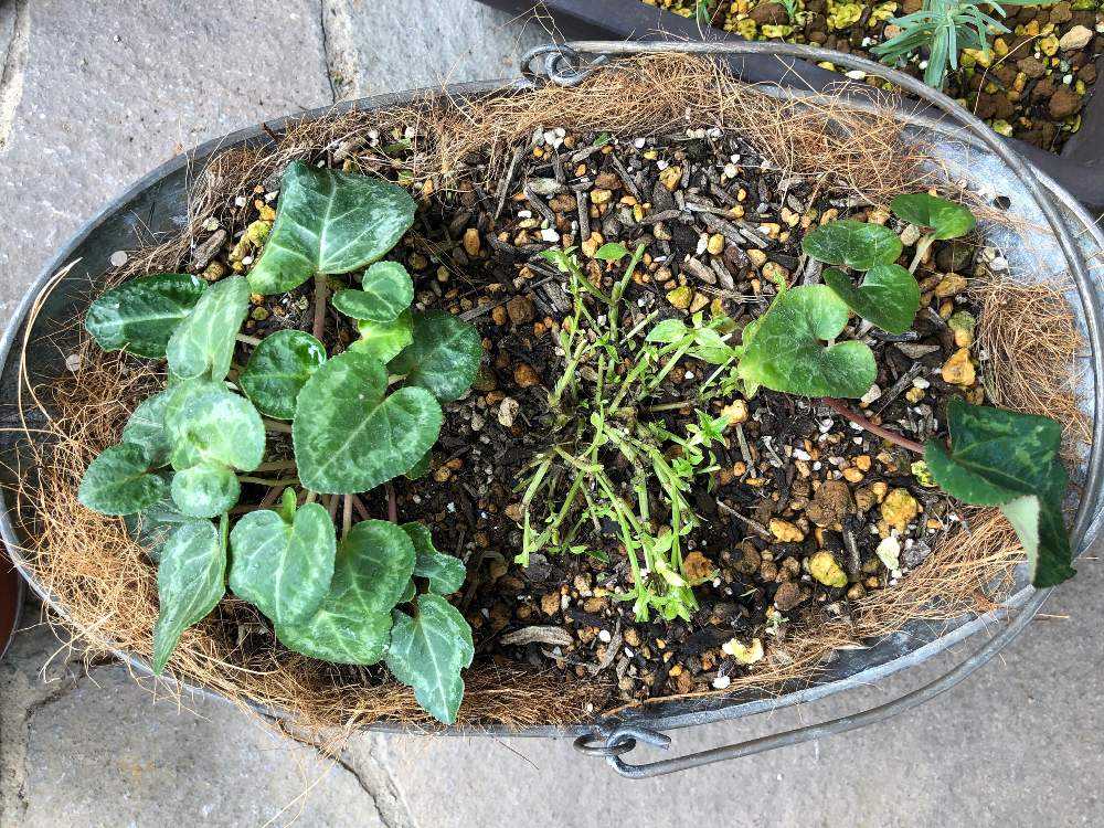 宿根ネメシア切り戻しと挿し芽 10月6日更新 Greensnap グリーンスナップ