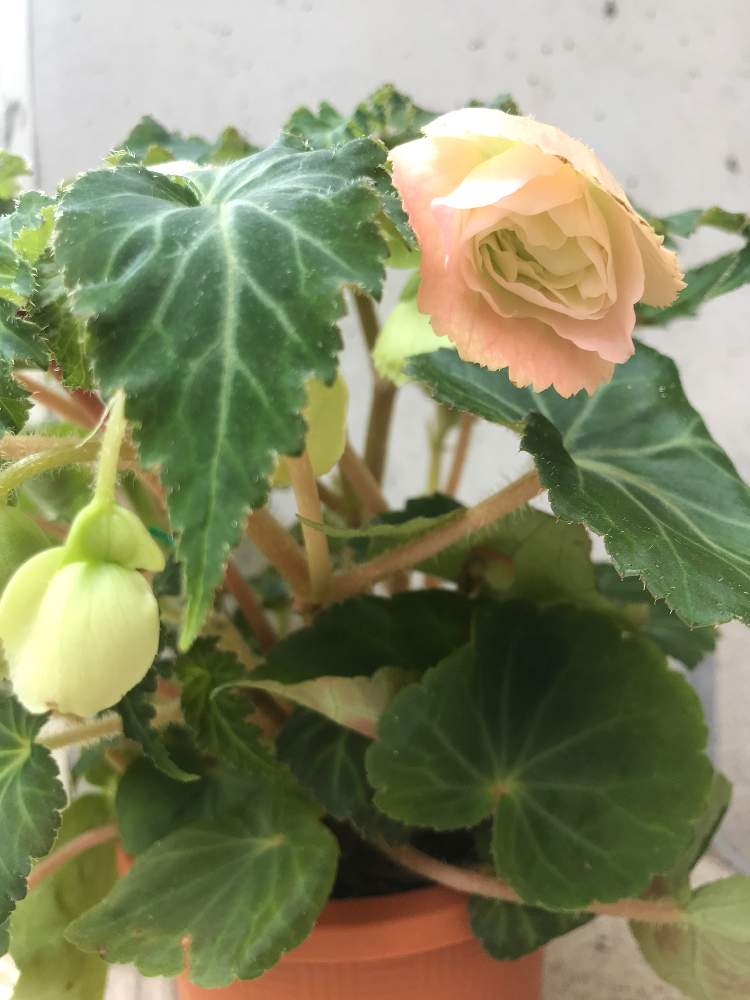 球根ベコニアの投稿画像 By Rさん 玄関と雪国と植えっぱなしと球根とガーデニング初心者と花のある暮らしと寒冷地と楽チンと雪国と植えっぱなしと球根 とガーデニング初心者と花のある暮らしと寒冷地と楽チン 月6月3日 Greensnap グリーンスナップ