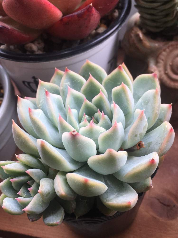 インスタグラム Angeloの投稿画像 By Angeloさん 相談とエケベリア属とアンジェロ多肉と種類と種多肉と可愛いとecheveriaと Angeloとsucculent 月6月3日 Greensnap グリーンスナップ
