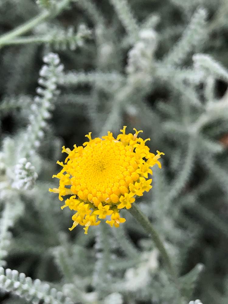 シルバーリーフの投稿画像 By まちゃまつさん ハーブガーデンと小さな庭とドライフラワーとコットンラベンダー とおうち園芸と緑のある暮らしと黄色いお花と シルバーリーフとハーブガーデンとドライフラワーとコットンラベンダー とおうち園芸と緑のある暮らしと黄色い