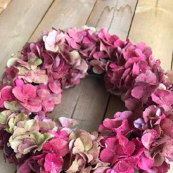 紫陽花リースの投稿画像一覧 Greensnap グリーンスナップ
