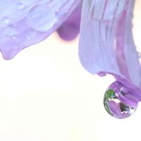 ムラサキカタバミ,青い花,水滴,しずく,一眼レフの画像