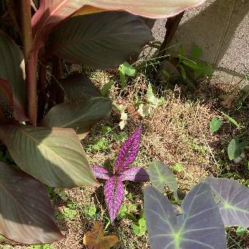 カンナ レッドストライプの画像 by subtropicalさん | 小さな庭とコロカシア コールマイナーとストロビランテスとカンナ レッドストライプとカラーリーフとサトイモ科 コロカシア属とおうち園芸とカンナ科と花のある暮らし