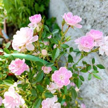 ランドスケープローズの投稿画像一覧 Greensnap グリーンスナップ