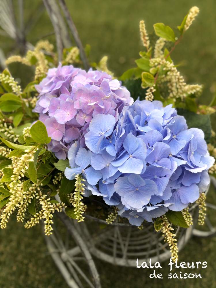 紫陽花の投稿画像 By ララフルールさん 花言葉と紫陽花 アジサイ あじさいと誕生花と花と緑のある暮らし 2020月6月3日 Greensnap グリーンスナップ