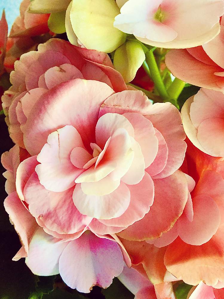 リーガース ベコニアの投稿画像 By ひまわり大好きさん 優しいピンクと好きな花とリーガース ベゴニアとシャーベット ピンクとビノス ソフトピンクと癒されて 月6月3日 Greensnap グリーンスナップ
