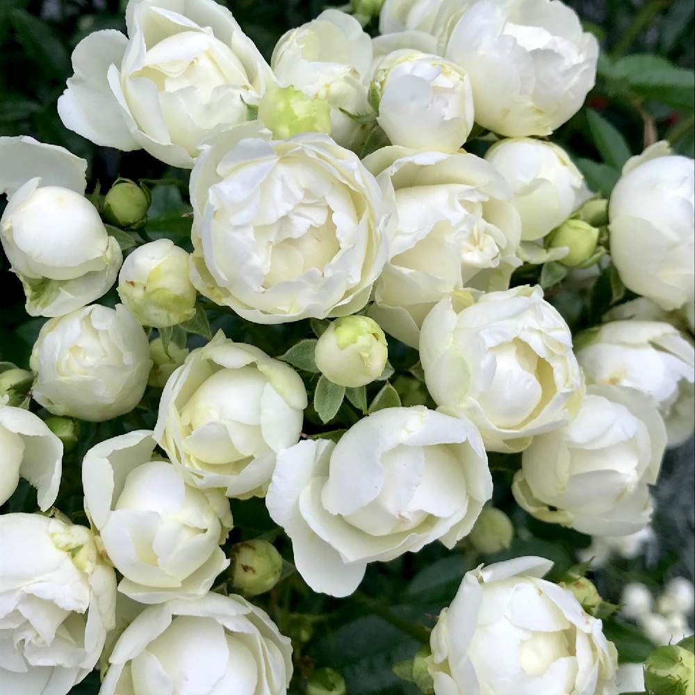 シュネープリンセスの投稿画像 By ゆみこさんさん バラとばら バラ 薔薇と満開と白い花と薔薇 とかわいいな とiphone撮影と植物のある暮らしとバラのある暮らしとポリアンサローズ 月6月3日 Greensnap グリーンスナップ