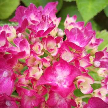 赤い紫陽花の投稿画像一覧 Greensnap グリーンスナップ