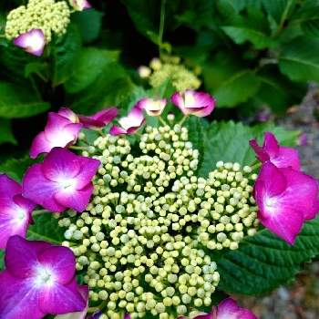 紫陽花 パープルドレスの投稿画像一覧 Greensnap グリーンスナップ