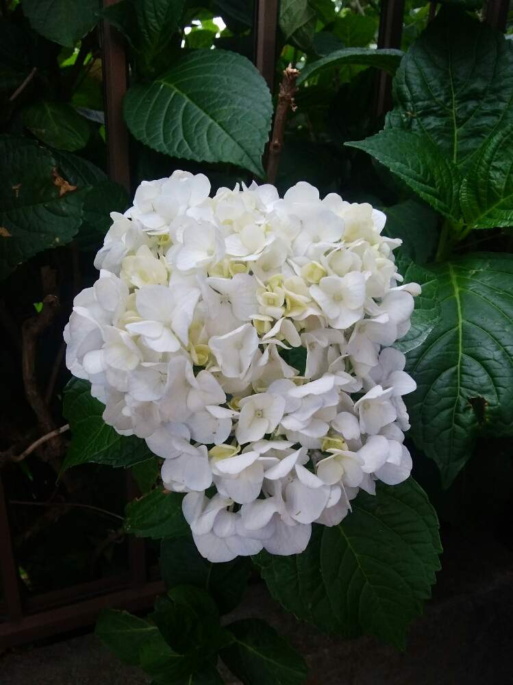 紫陽花の投稿画像 by みかんさん｜紫陽花、白紫陽花と白い花 (2020月6 