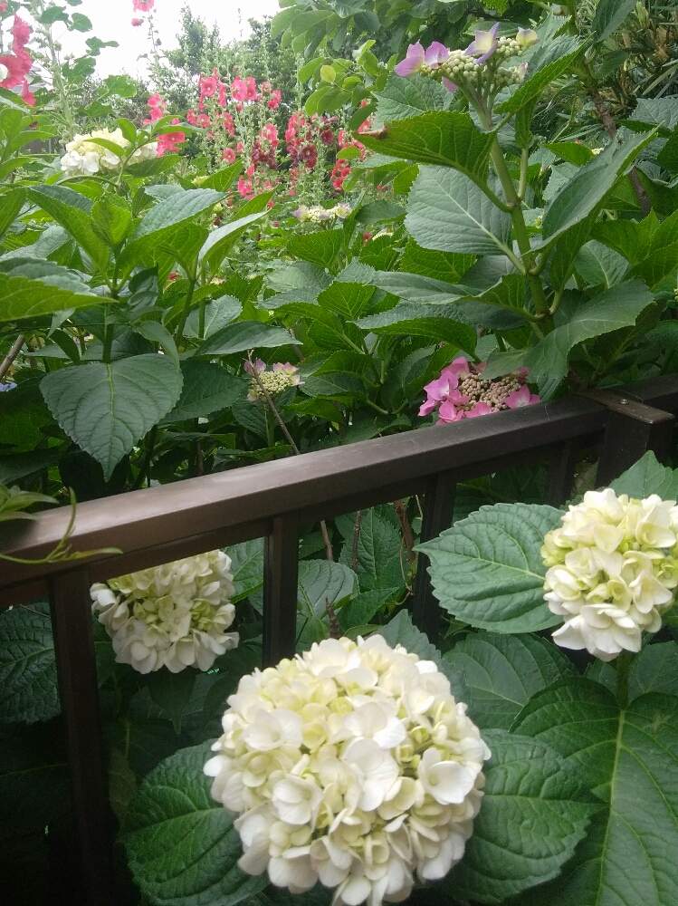 紫陽花の投稿画像 by みかんさん｜立葵と紫陽花、白紫陽花と赤い花と 