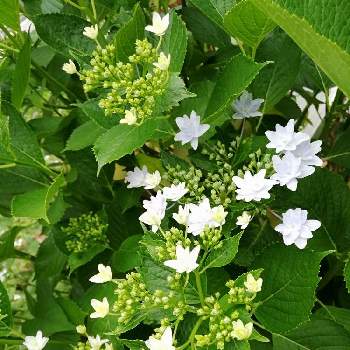 夏の山野草の投稿画像一覧 Greensnap グリーンスナップ