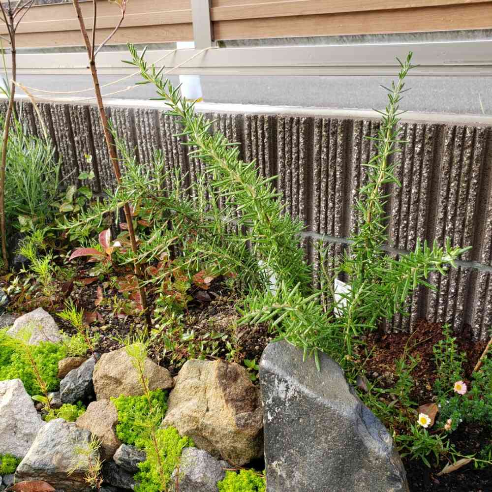 ローズマリーの投稿画像 by さーさん｜ロックガーデンと花壇と砂利とおうち園芸と『おうち園芸』フォトコンテストと地植えと広い庭とおうちde