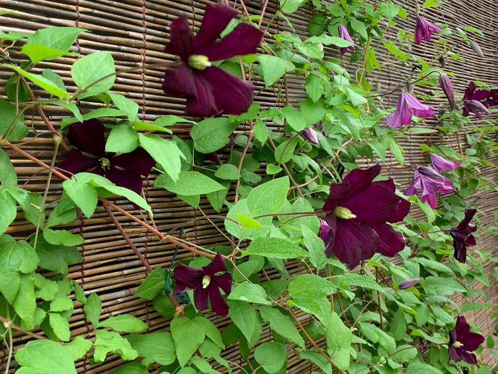 エトワール バイオレットの投稿画像 By みぃさん エトワールバイオレットと鉢植えとクレマチス ビチセラ系とクレマチスが好き 月6月3日 Greensnap グリーンスナップ