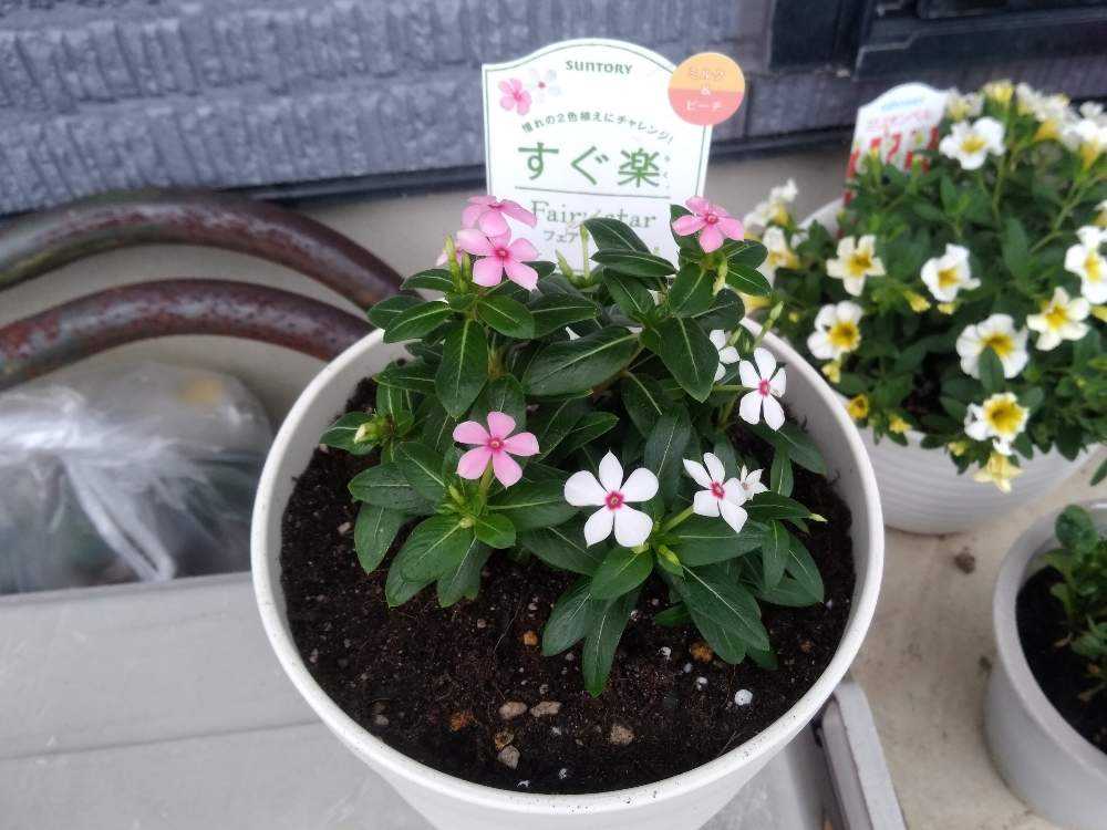 フェアリースターの成長日記 Greensnap グリーンスナップ