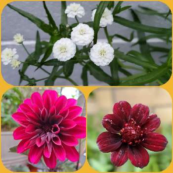 アキレア ノブレッサの投稿画像一覧 Greensnap グリーンスナップ