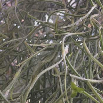 ウスネオイデスの花の投稿画像一覧 Greensnap グリーンスナップ