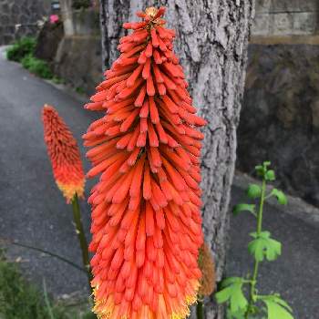 トリトマの花の投稿画像一覧 Greensnap グリーンスナップ