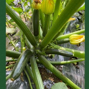 ズッキーニ,ズッキーニの花,無農薬野菜,オーガニック野菜 ,おうち園芸の画像