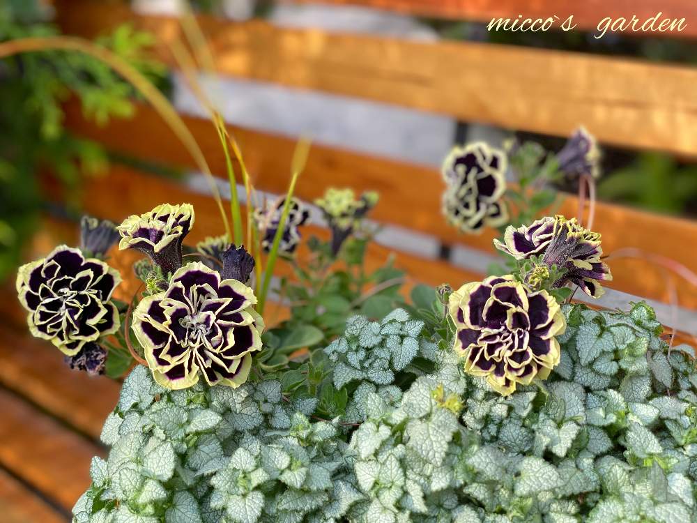 ペチュニア 花衣 黒真珠の投稿画像 By Miccoஐ さん 緑ある暮らしとお花大好き とマイガーデンと心ほっこりとおうち園芸と庭づくりと鉢植えとグリーン大好きとガーデニングと花のある暮らしとgs皆様ありがとうとお花とグリーンある暮らしと ペチュニア花衣黒真珠 と