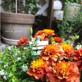 マリーゴールド ストロベリーブロンドの投稿画像一覧 Greensnap グリーンスナップ