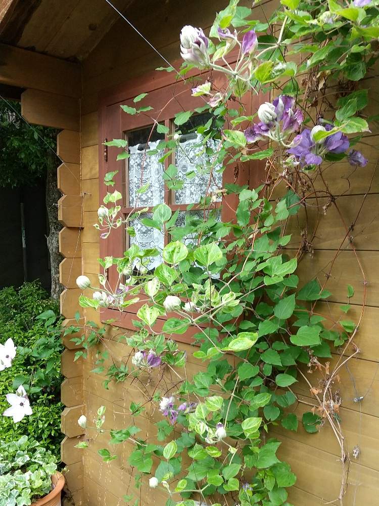 うちの庭の投稿画像 By ポピーさん クレマチス と青紫色とおうち園芸 月6月4日 Greensnap グリーンスナップ