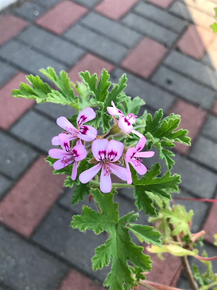 蚊連草 蚊嫌草 かとりそう の投稿画像 By かっちゃんさん きれいな色 と色あざやか とピンク ピンクと期待してますとおうちdeハーブとおうち園芸と今年もありがとうと花のある暮らしと楽しみ とかわいいな 月6月4日 Greensnap グリーンスナップ