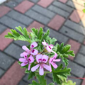 蚊連草 蚊嫌草 かとりそう の投稿画像一覧 Greensnap グリーンスナップ