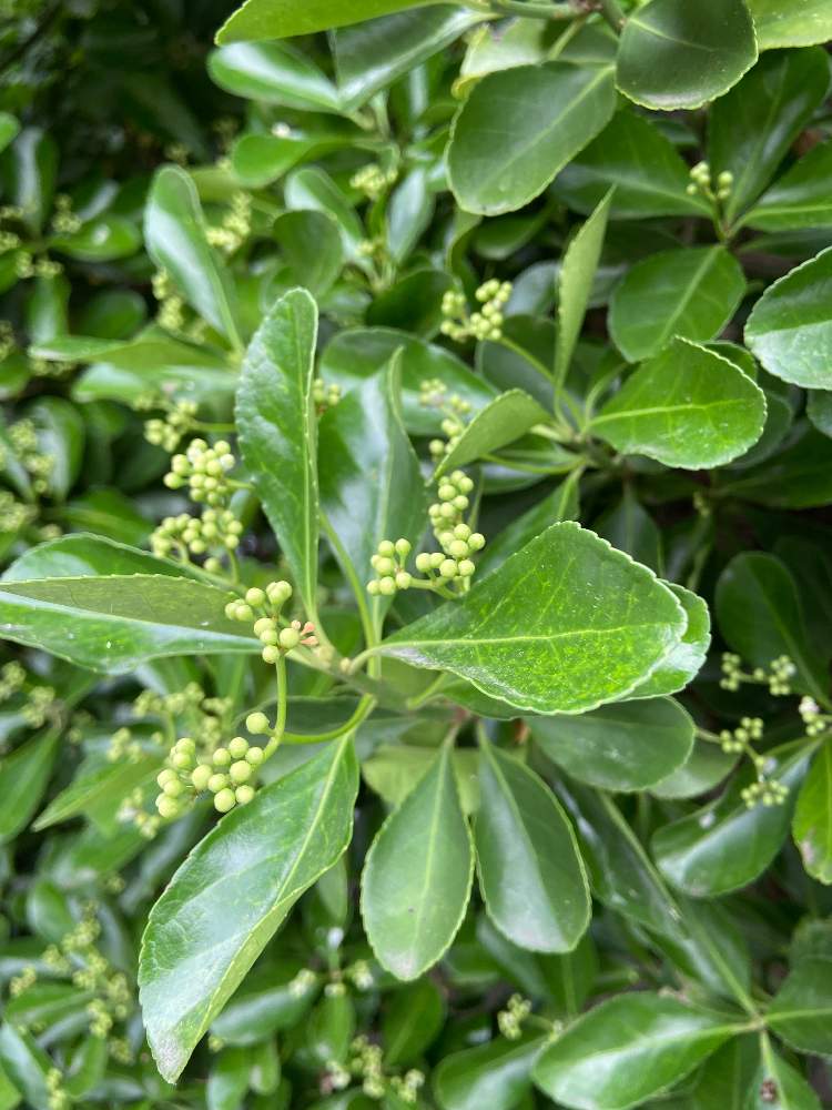 マサキの投稿画像 By カプアさん 月6月4日 Greensnap グリーンスナップ