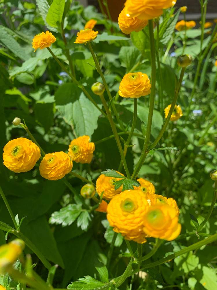 ラナンキュラス ゴールドコインの投稿画像 By Mimisuke450さん 花のある暮らしと北海道 月6月4日 Greensnap グリーンスナップ