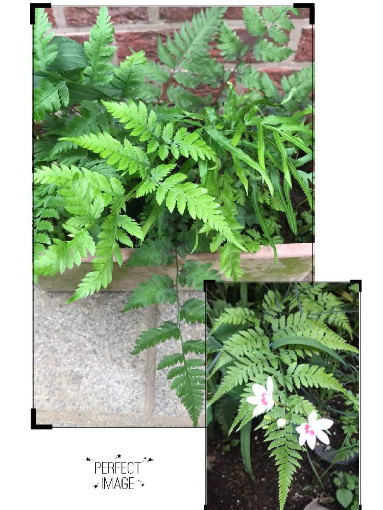 シダ植物の投稿画像 By トモさん 花のある暮らしと毎月4日はシダの日 月6月4日 Greensnap グリーンスナップ