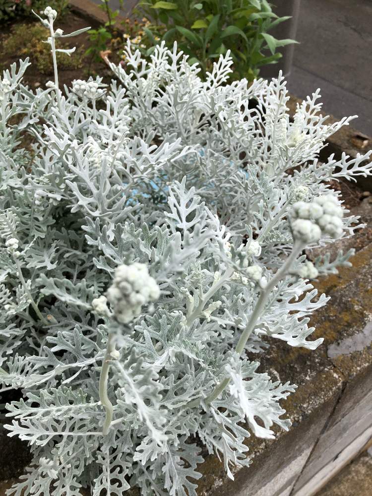 シロタエギクの投稿画像 By ふーななあきさん 黄色い花とおうち園芸 月6月4日 Greensnap グリーンスナップ