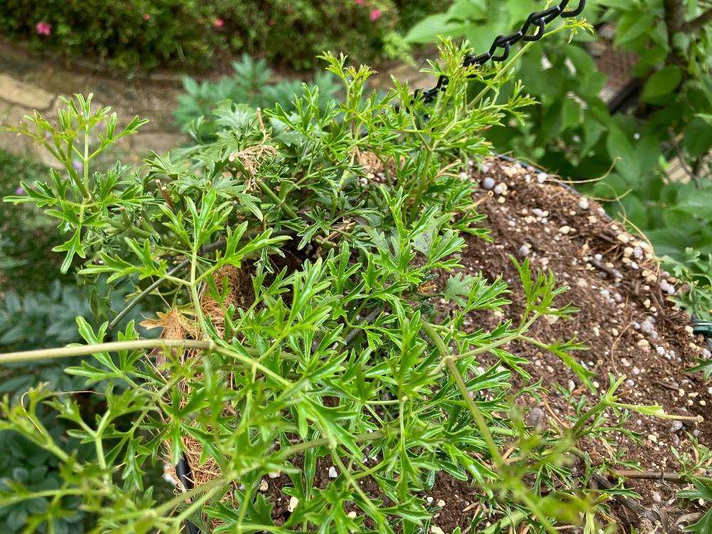 クレマチス カートマニージョー の育成日記 Greensnap グリーンスナップ