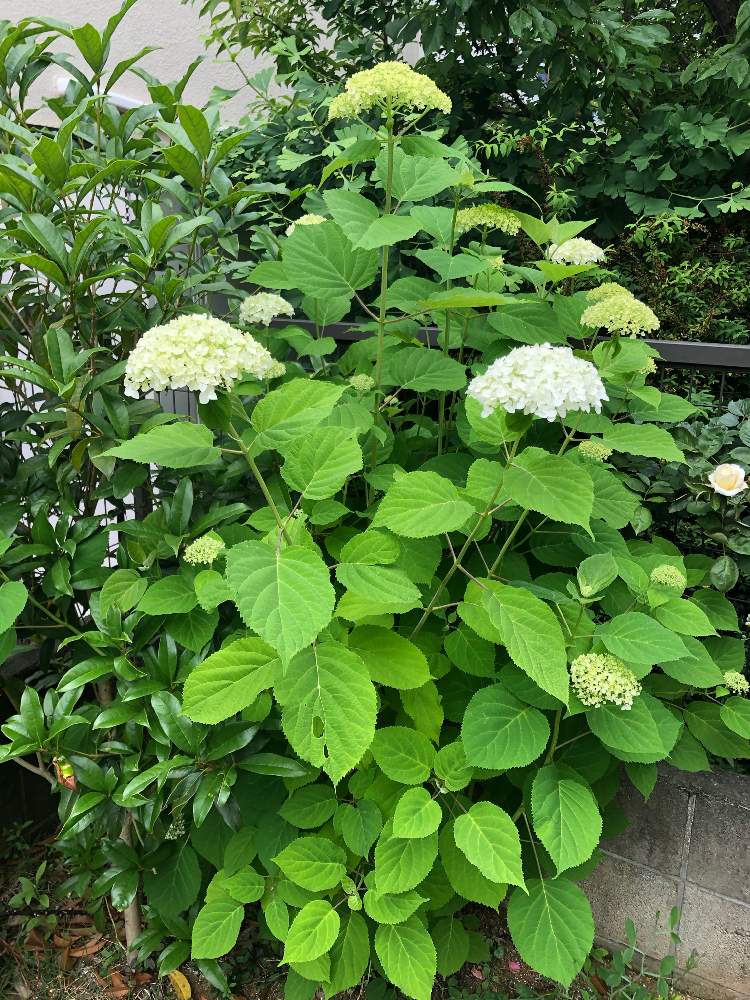 アナベルジャンボの投稿画像 By Sayakaさん 千葉県とおうちde菜園とおうち園芸と紫陽花 アジサイ あじさいとアナベル 紫陽花とインクレディボールとガーデニング 月6月4日 Greensnap グリーンスナップ