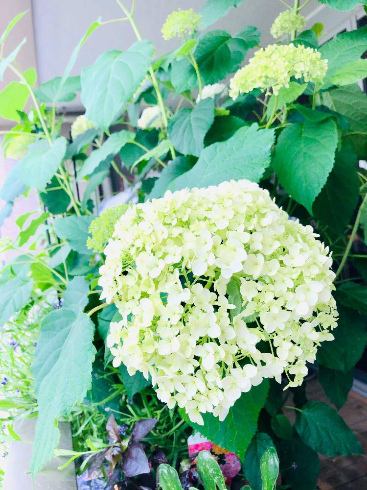 アナベルの投稿画像 By うるちゅんさん ベランダガーデニングとお花大好きとベランダガーデンとおうち園芸と紫陽花 アジサイ あじさいとアナベル 紫陽花 月6月4日 Greensnap グリーンスナップ