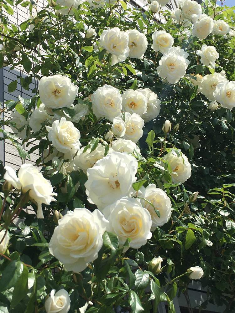 アイスバーグの投稿画像 By 砕煉さん つるバラと植欲旺盛と こまち多肉部 といい香りと花のある暮らしと白い花 月6月4日 Greensnap グリーンスナップ
