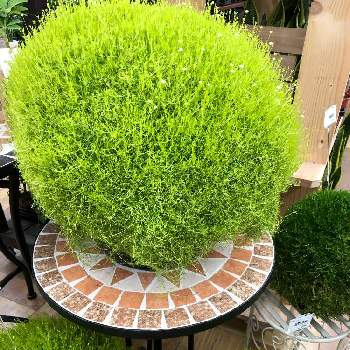 モフリッチ の投稿画像一覧 Greensnap グリーンスナップ