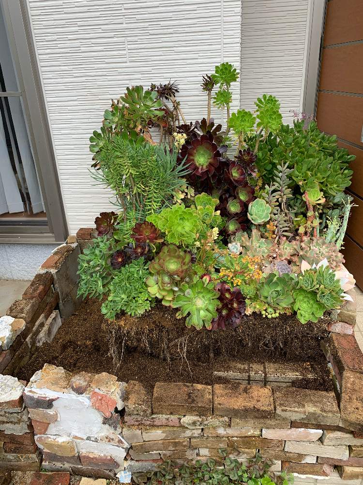 多肉植物の投稿画像 By Setstkoさん 寄せ植えと大好き と我が家の庭と地植えと記録用 月6月4日 Greensnap グリーンスナップ