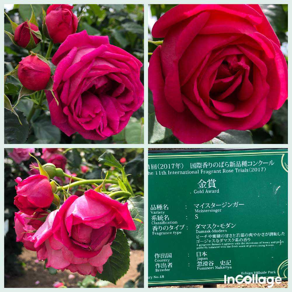 見頃を迎えた越後丘陵公園香りのばら園へ Greensnap グリーンスナップ