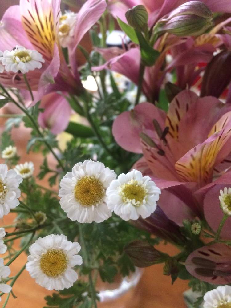 かわいいお花 の投稿画像 By ねこマフィンさん おうち園芸と勝手に毎年咲くお花とうれしいお花たちと花のある暮らしと元気が出るお花たち 月6月4日 Greensnap グリーンスナップ