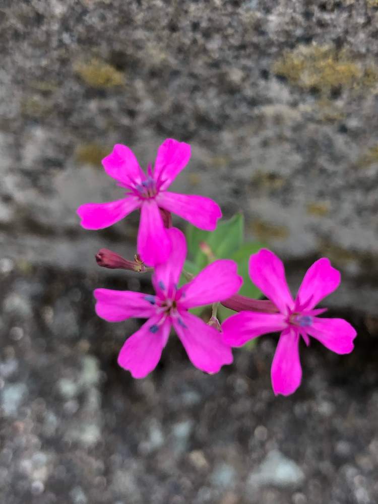 ムシトリナデシコの投稿画像 By ハメドさん 道端の草花と雑草とお散歩と紫の花と道端の植物 月6月4日 Greensnap グリーンスナップ